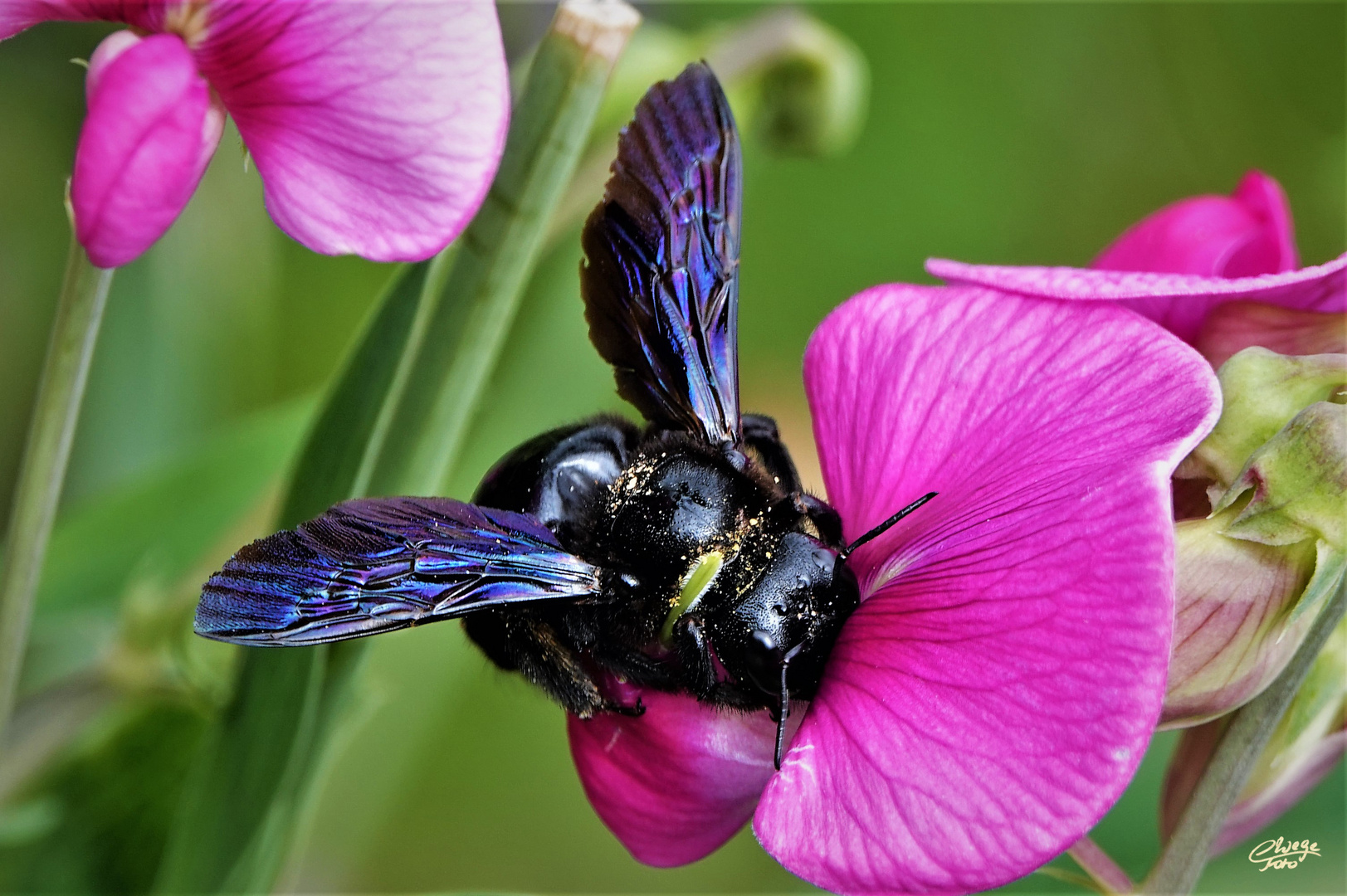 Blauschwarze Holzbiene an Wicke