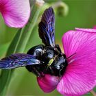 Blauschwarze Holzbiene an Wicke