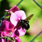 Blauschwarze Holzbiene  an Wickenblüten