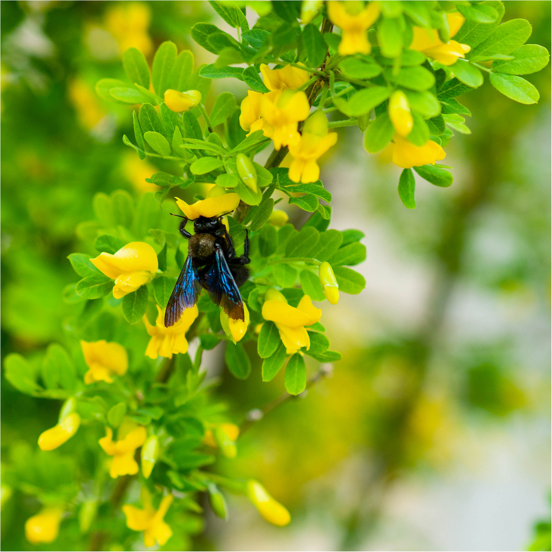 Blauschwarze Holzbiene