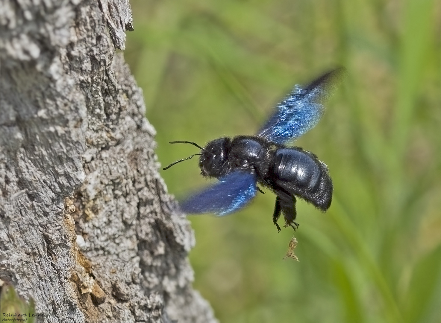 Blauschwarze Holzbiene – die Wildbiene des Jahres 2024