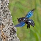 Blauschwarze Holzbiene – die Wildbiene des Jahres 2024