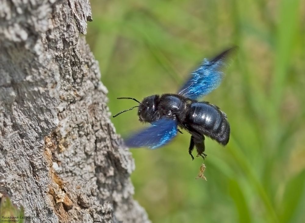 Blauschwarze Holzbiene – die Wildbiene des Jahres 2024