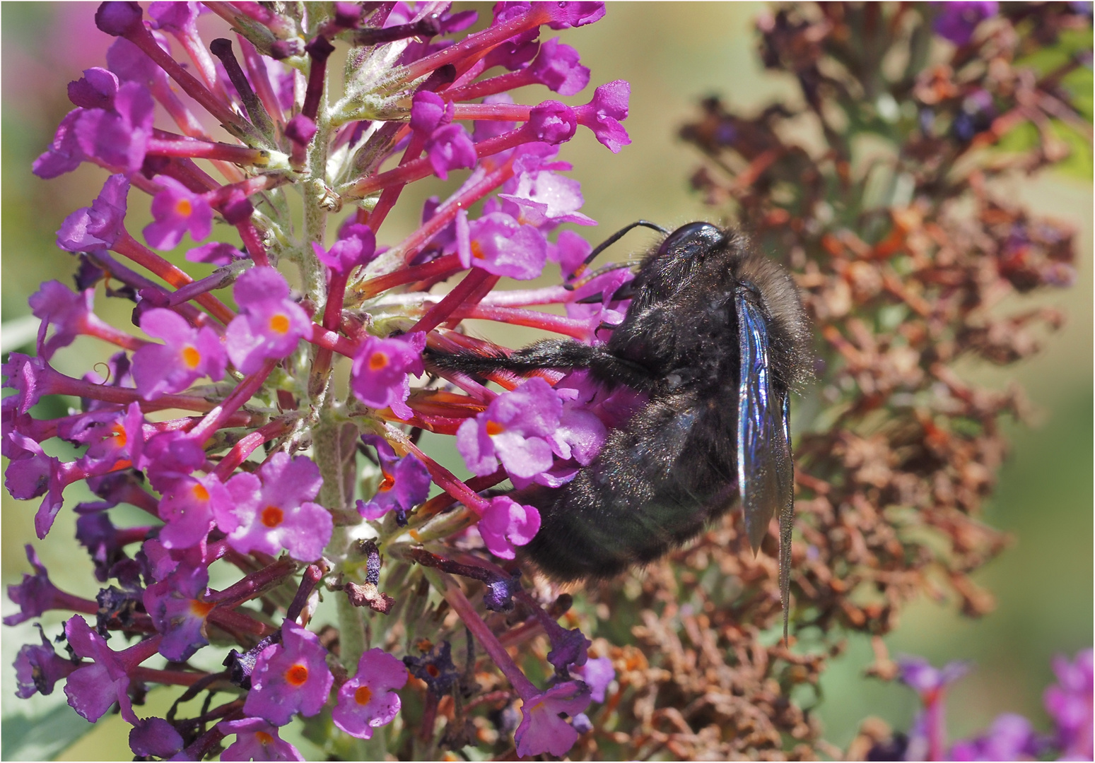 Blauschwarze Holzbiene Doku