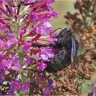 Blauschwarze Holzbiene Doku