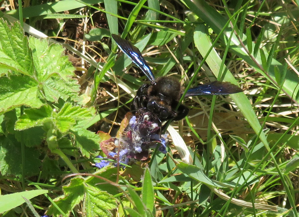 blauschwarze Holzbiene 