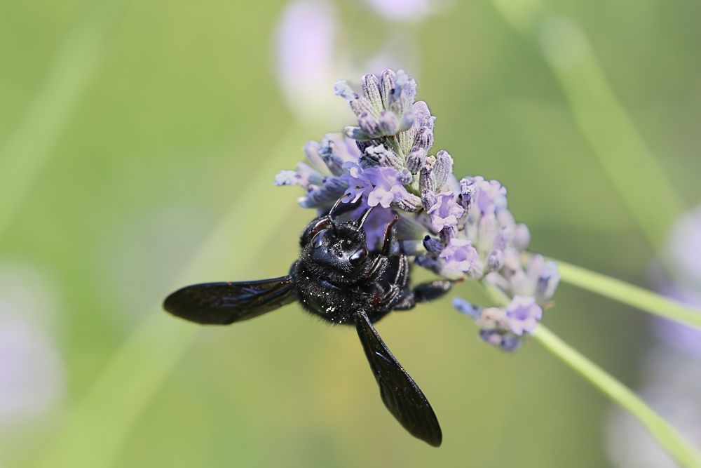 Blauschwarze Holzbiene