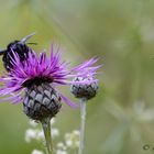 Blauschwarze Holzbiene und Wildbiene