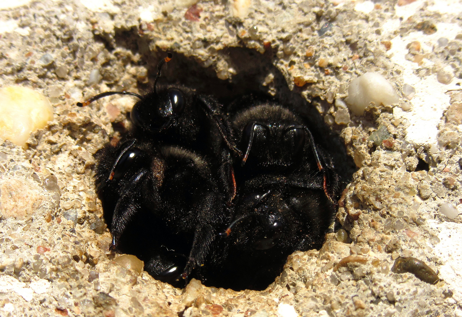 Blauschwarze Holzbiene (Xylocopa violacea)