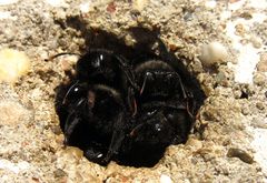 Blauschwarze Holzbiene (Xylocopa violacea)