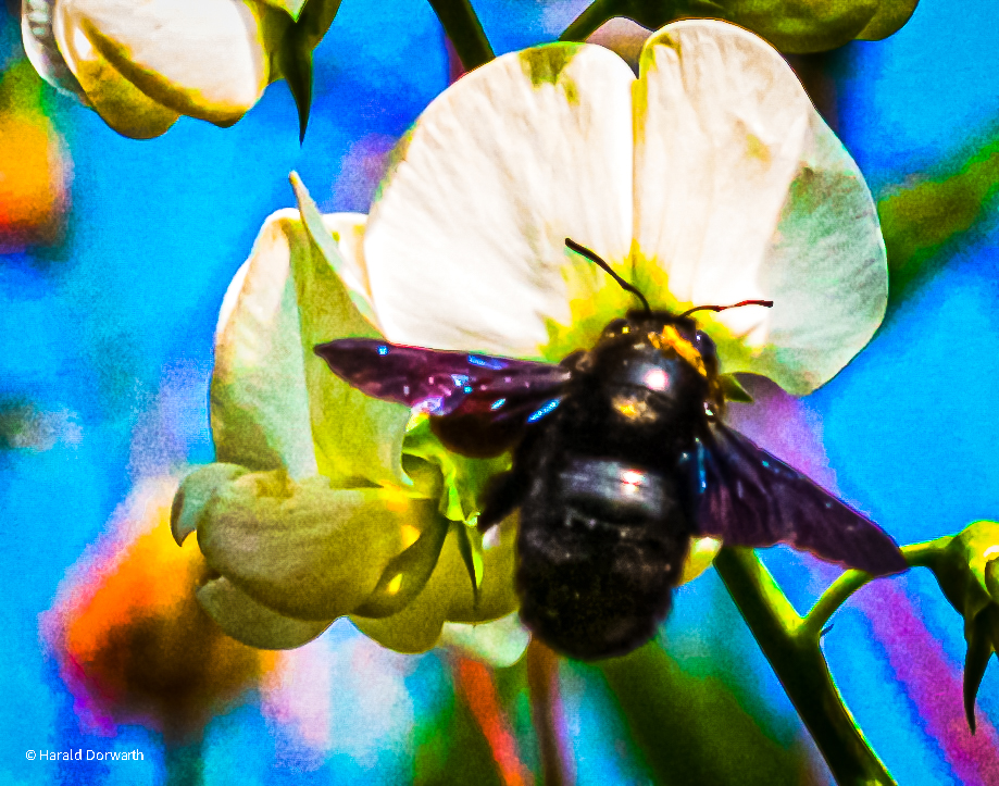 Blauschwarze Holzbiene (Xylocopa violacea)