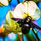 Blauschwarze Holzbiene (Xylocopa violacea)