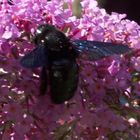 Blauschwarze Holzbiene (Xylocopa violacea)