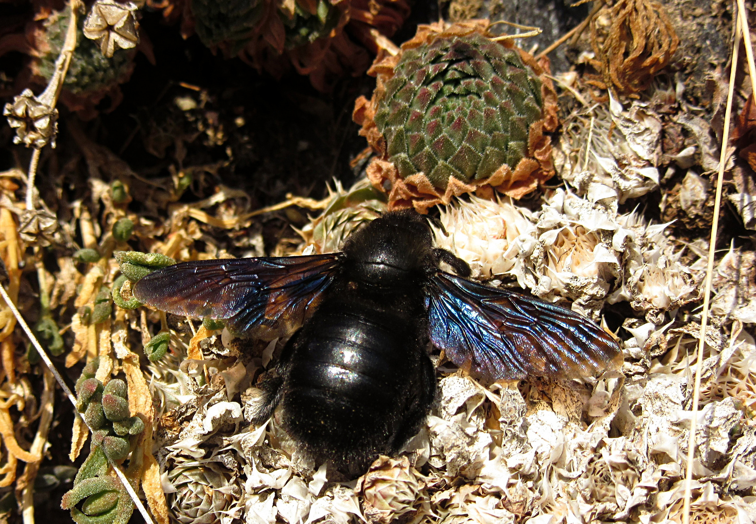 ---- Blauschwarze Holzbiene (Xylocopa violacea) ---