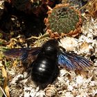 ---- Blauschwarze Holzbiene (Xylocopa violacea) ---