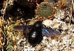 ---- Blauschwarze Holzbiene (Xylocopa violacea) ---