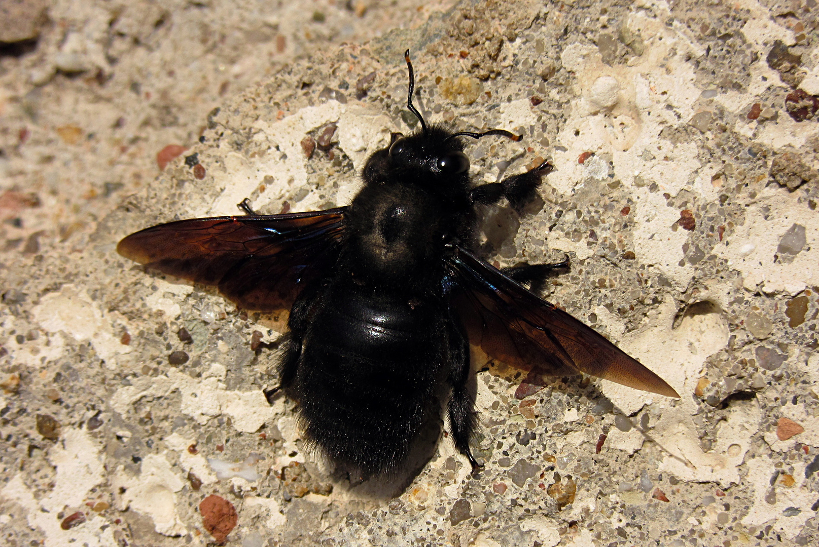 ---- Blauschwarze Holzbiene (Xylocopa violacea) ---