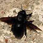 ---- Blauschwarze Holzbiene (Xylocopa violacea) ---