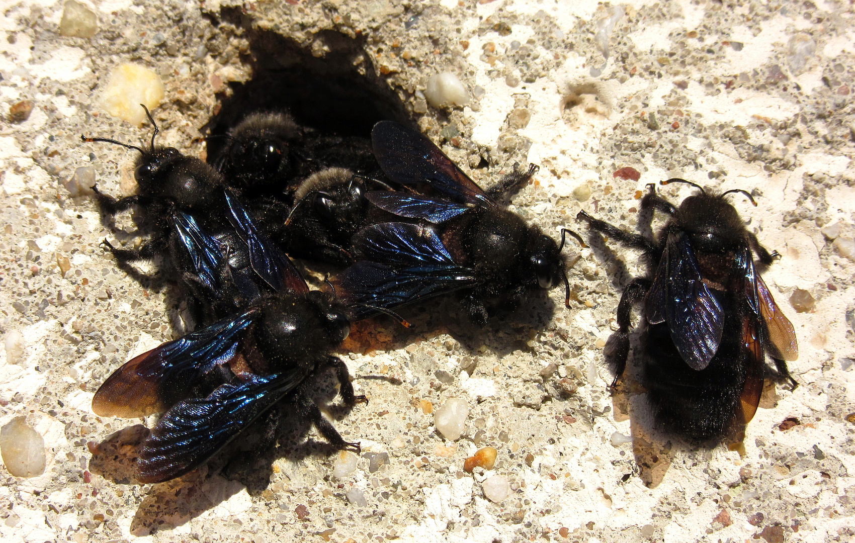 Blauschwarze Holzbiene (Xylocopa violacea)