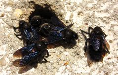 Blauschwarze Holzbiene (Xylocopa violacea)