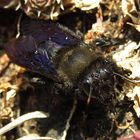 ---- Blauschwarze Holzbiene (Xylocopa violacea) ---