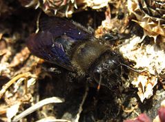 ---- Blauschwarze Holzbiene (Xylocopa violacea) ---