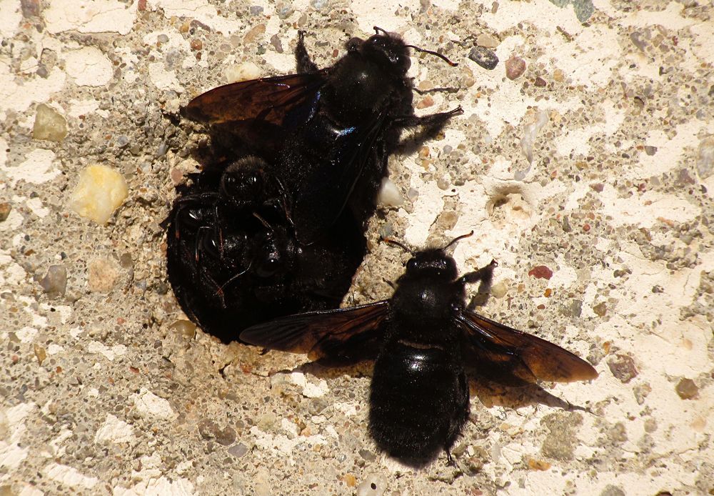 ---- Blauschwarze Holzbiene (Xylocopa violacea) ---