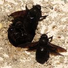 ---- Blauschwarze Holzbiene (Xylocopa violacea) ---