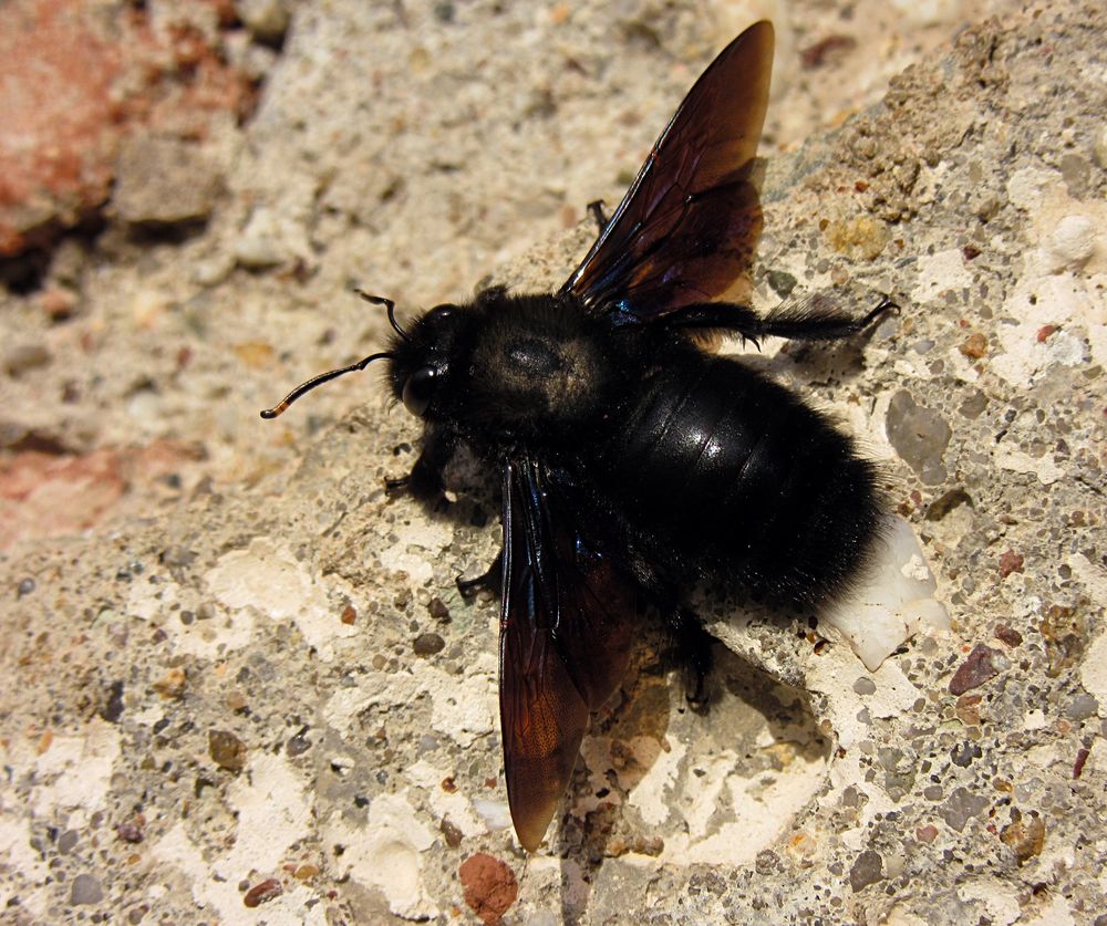 ---- Blauschwarze Holzbiene (Xylocopa violacea) ---