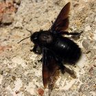 ---- Blauschwarze Holzbiene (Xylocopa violacea) ---