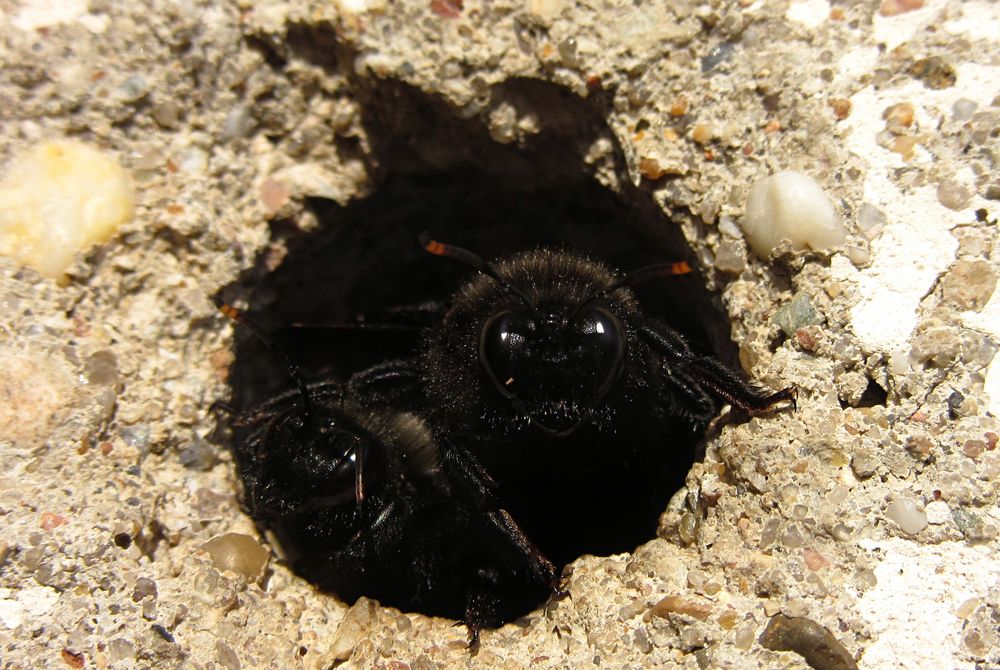 ---- Blauschwarze Holzbiene (Xylocopa violacea) ---