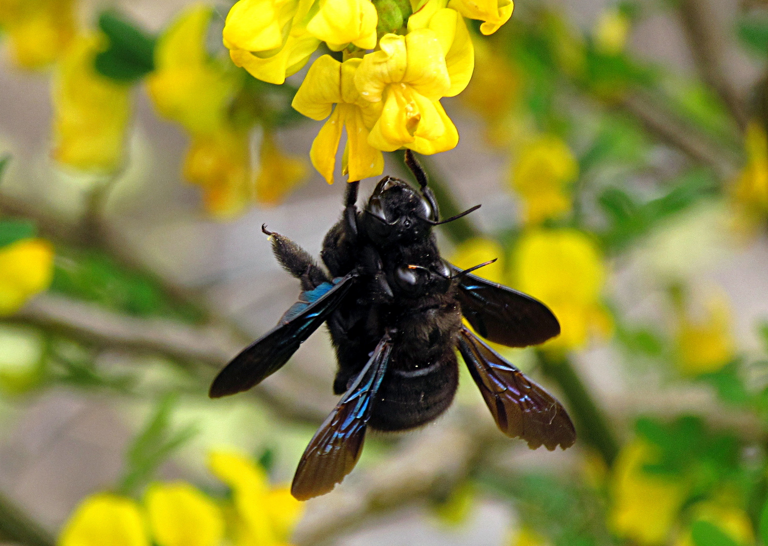 ---- Blauschwarze Holzbiene (Xylocopa violacea) ---