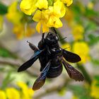 ---- Blauschwarze Holzbiene (Xylocopa violacea) ---