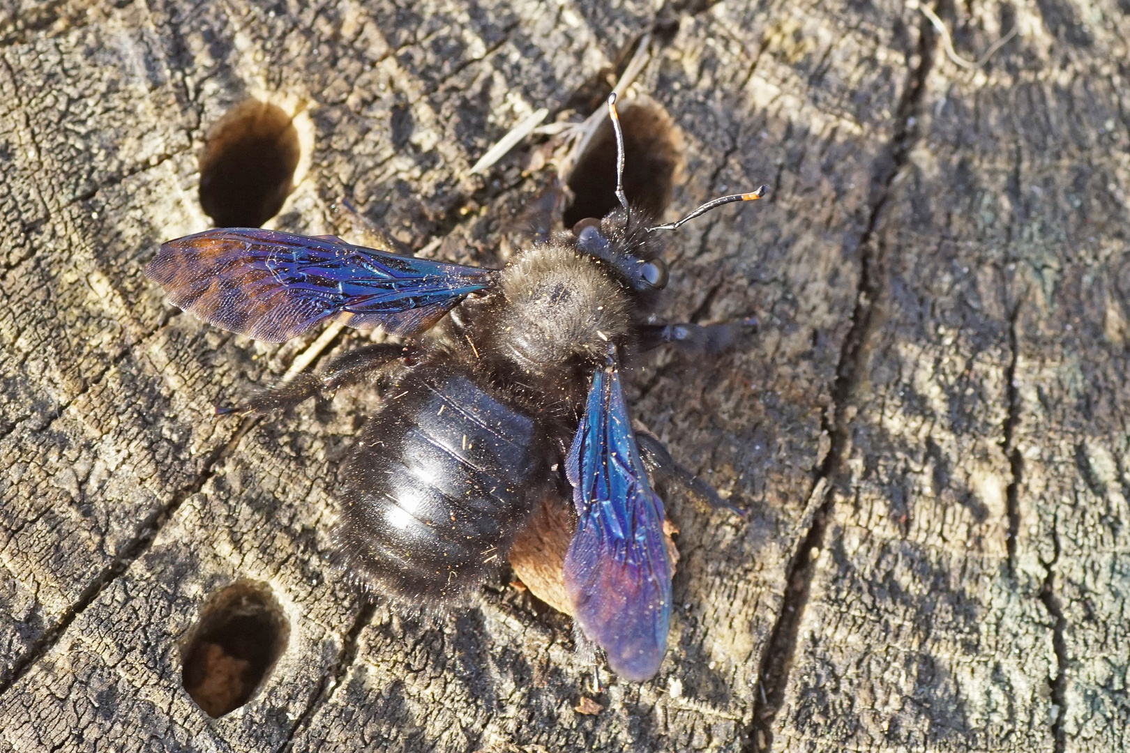 Blauschwarze Holzbiene (Xylocopa violacea)