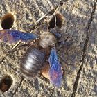 Blauschwarze Holzbiene (Xylocopa violacea)