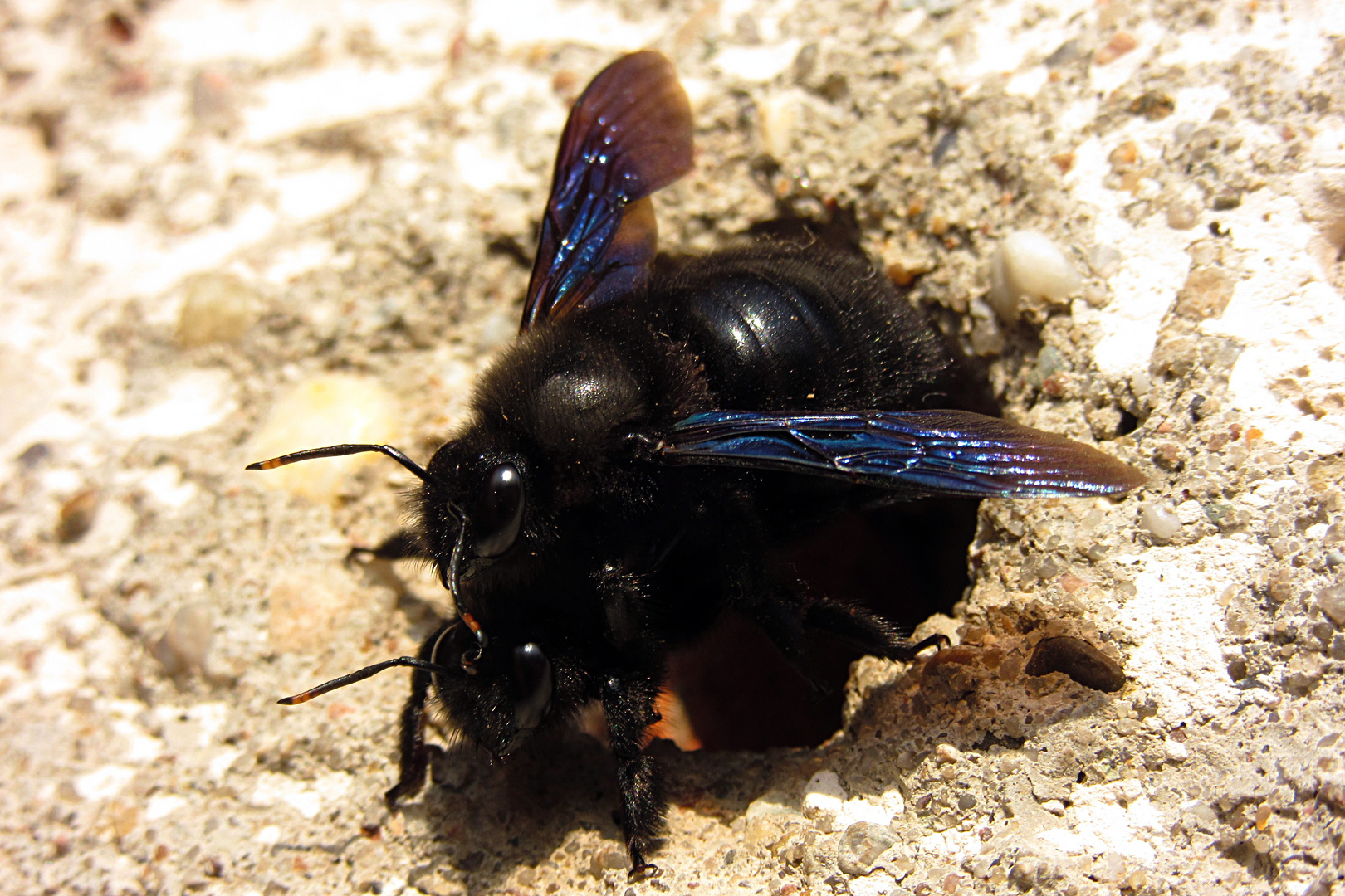 ---- Blauschwarze Holzbiene (Xylocopa violacea) ---