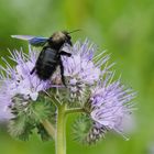 Blauschwarze Holzbiene (Xylocopa violacea) 