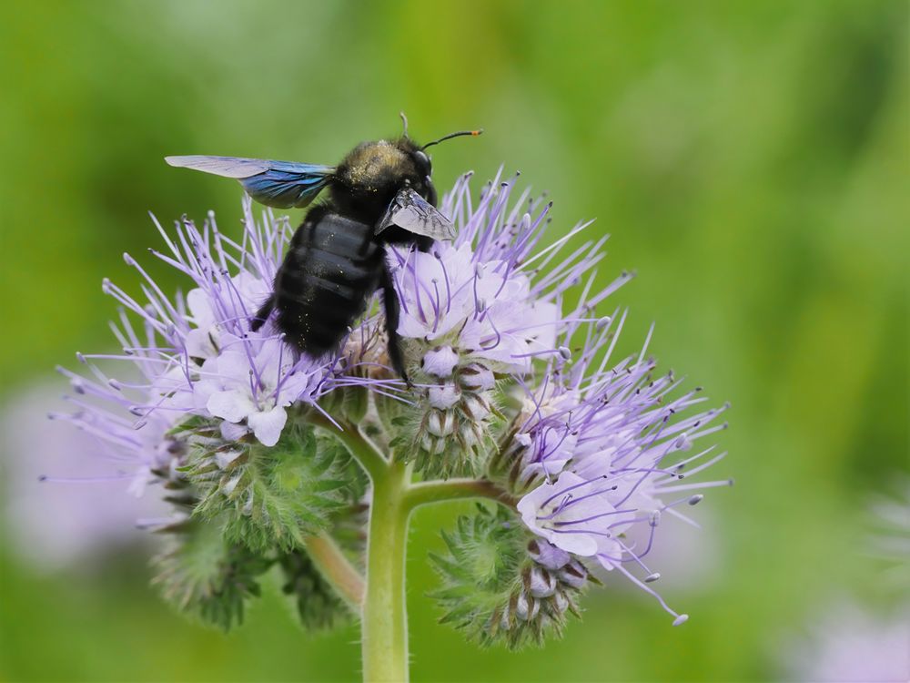 Blauschwarze Holzbiene (Xylocopa violacea) 