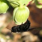 ---- Blauschwarze Holzbiene (Xylocopa violacea) ---