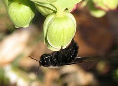 ---- Blauschwarze Holzbiene (Xylocopa violacea) ---