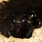 ---- Blauschwarze Holzbiene (Xylocopa violacea) ---