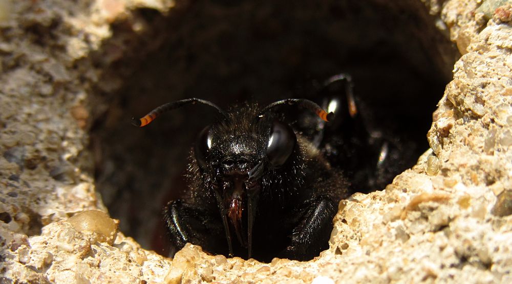 ---- Blauschwarze Holzbiene (Xylocopa violacea) ---