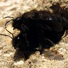 ---- Blauschwarze Holzbiene (Xylocopa violacea) ---