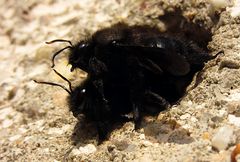 ---- Blauschwarze Holzbiene (Xylocopa violacea) ---