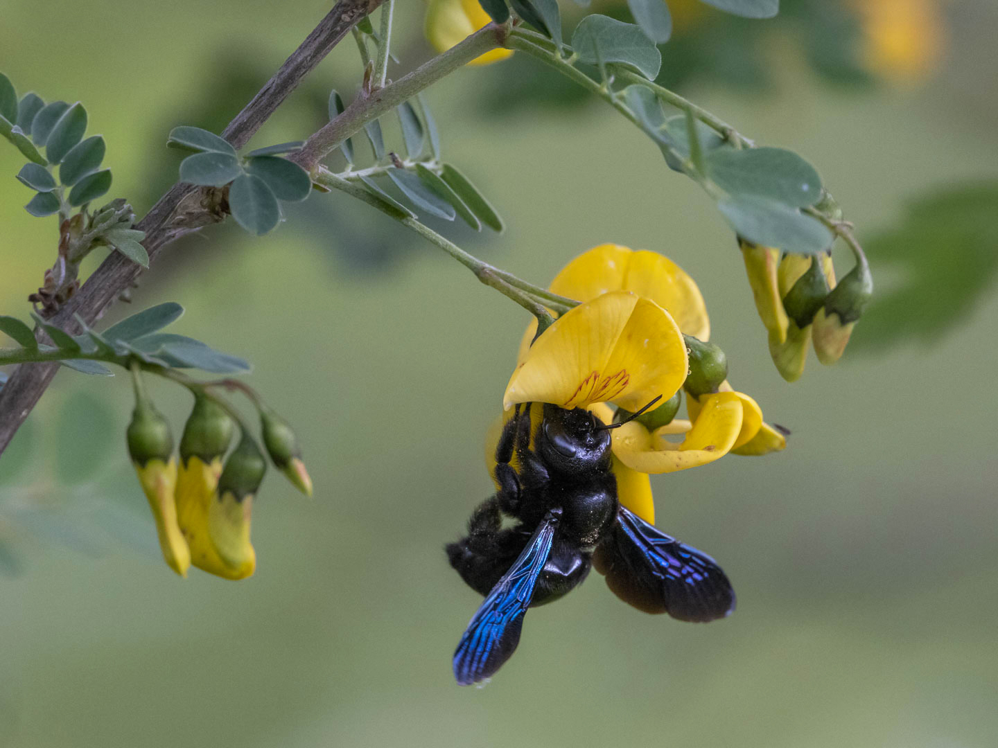 Blauschwarze Holzbiene ( xylocopa violacea )