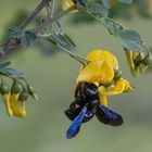 Blauschwarze Holzbiene ( xylocopa violacea )