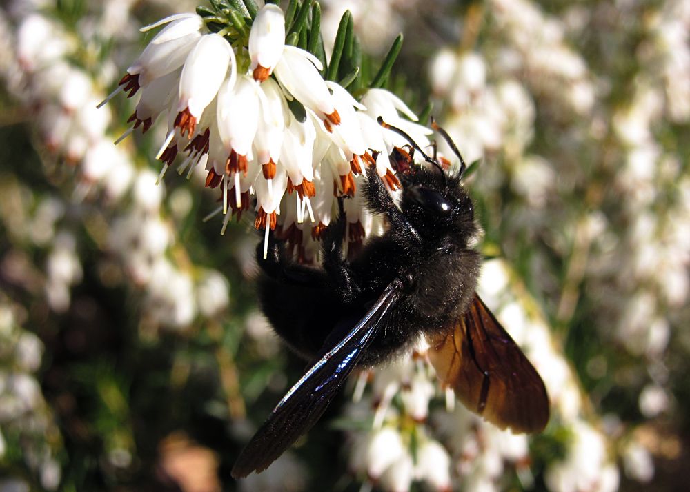 ---- Blauschwarze Holzbiene (Xylocopa violacea) ---