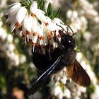 ---- Blauschwarze Holzbiene (Xylocopa violacea) ---