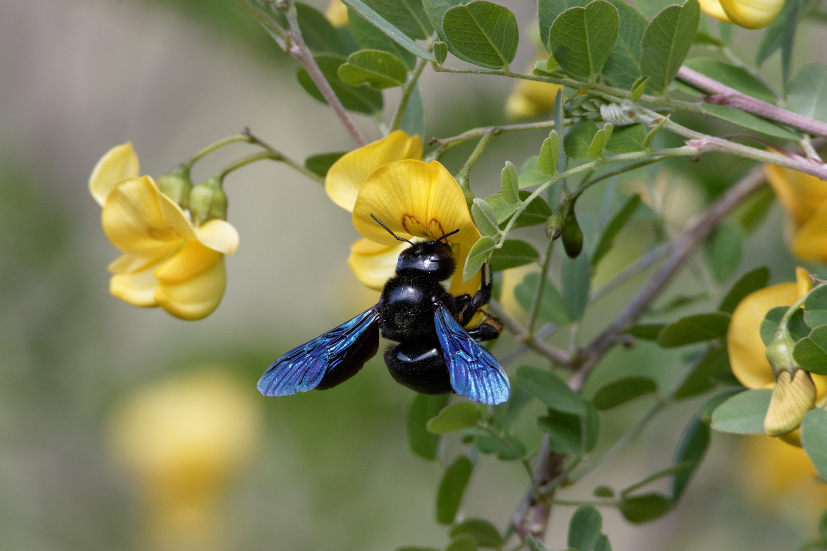 Blauschwarze Holzbiene (Xylocopa violacea)