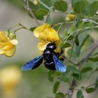 Blauschwarze Holzbiene (Xylocopa violacea)